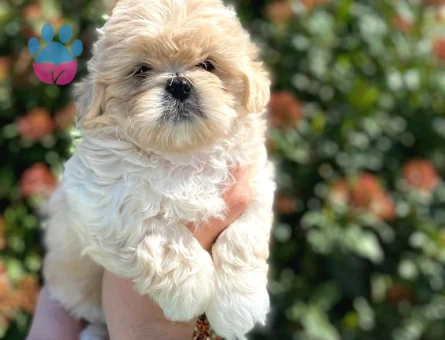 Kore Asıllı Teacup Maltipoo Bebeklerım - 6817