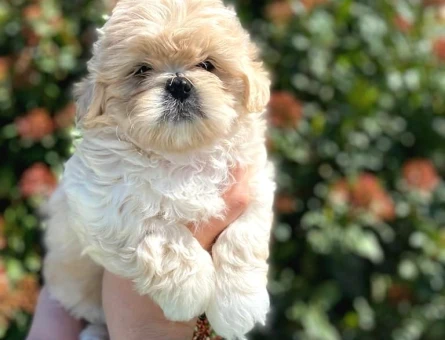 Kore Asıllı Teacup Maltipoo Bebeklerım - 6817