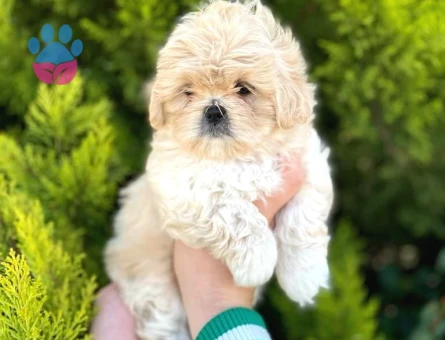 Kore Asıllı Teacup Maltipoo Bebeklerım