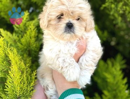 Kore Asıllı Teacup Maltipoo Bebeklerım