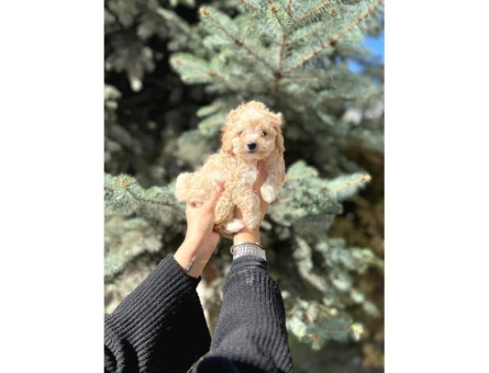 Mini Toy Poodle Yavrular - 6818