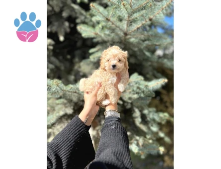 Mini Toy Poodle Yavrular