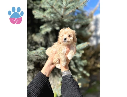 Mini Toy Poodle Yavrular