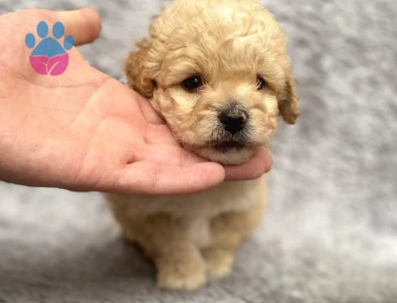 Maltipoo Yavrularım Sağlık Ve Irk Garantilidir