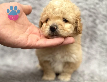 Maltipoo Yavrularım Sağlık Ve Irk Garantilidir - 6819