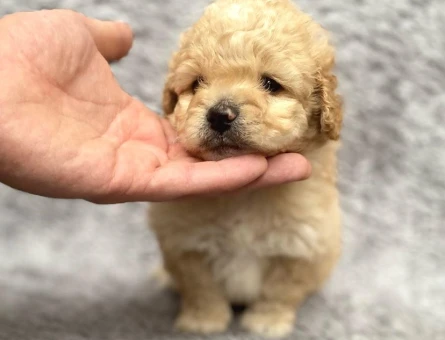 Maltipoo Yavrularım Sağlık Ve Irk Garantilidir - 6819