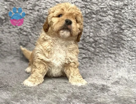 Maltipoo Yavrularım Sağlık Ve Irk Garantilidir