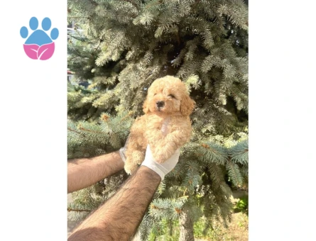 Üst Kalıte Akıllı Toy Poodle Bebekler