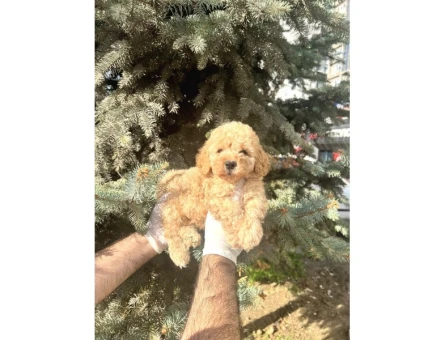 Üst Kalıte Akıllı Toy Poodle Bebekler - 6820