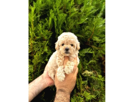 Güzel Yüzlü Maltipoo Bebeklerimiz - 6821