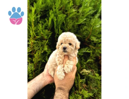 Güzel Yüzlü Maltipoo Bebeklerimiz