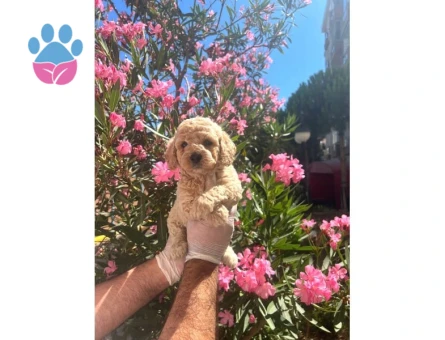 Antialerjik Safkan Maltipoo Yavrularım - 6822
