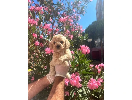 Antialerjik Safkan Maltipoo Yavrularım - 6822