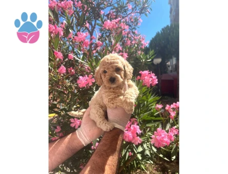 Antialerjik Safkan Maltipoo Yavrularım