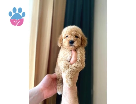 Irk Ve Sağlık Garantili Maltipoo Yavrular - 6823