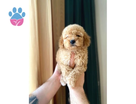 Irk Ve Sağlık Garantili Maltipoo Yavrular