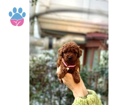 Orijinal Toy Poodle Bebeklerim
