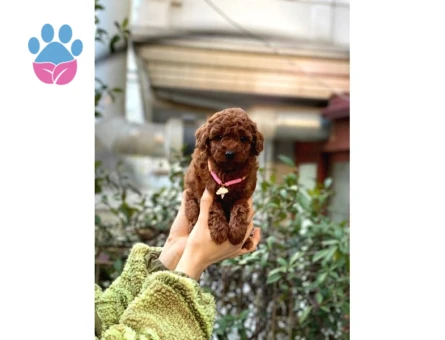 Orijinal Toy Poodle Bebeklerim - 6824