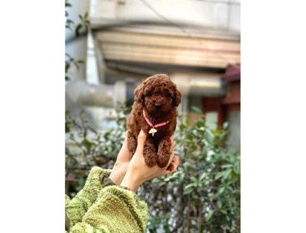 Orijinal Toy Poodle Bebeklerim - 6824