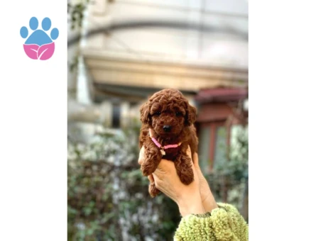 Orijinal Toy Poodle Bebeklerim