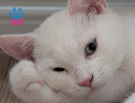 British Shorthair Yavrumuza yuva arıyoruz