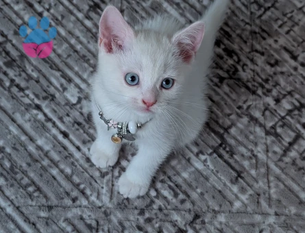 British Shorthair Yavrumuza yuva arıyoruz