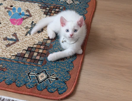 British Shorthair Yavrumuza yuva arıyoruz