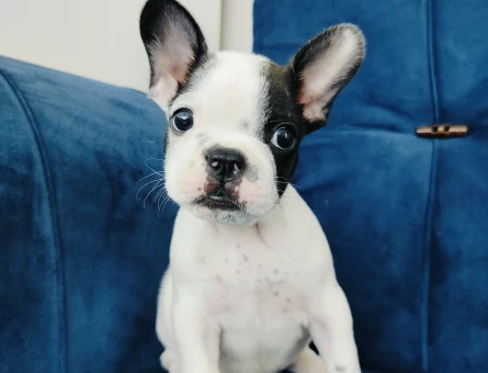 French bulldog yavruları - 6830