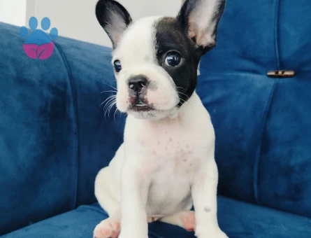 French bulldog yavruları