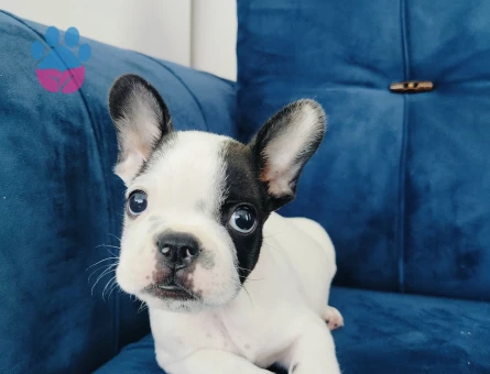 French bulldog yavruları