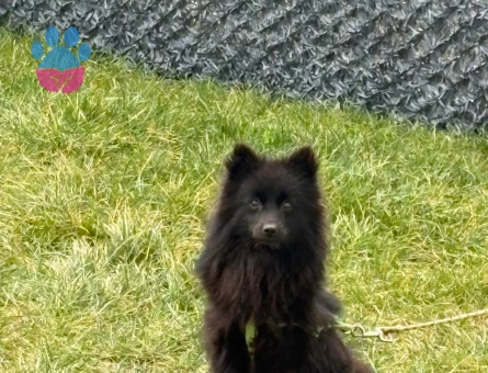 Pomeranian Boo 1 Yaşında Yuva Arıyorum - 6834