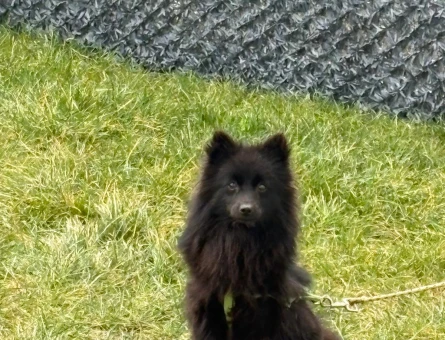 Pomeranian Boo 1 Yaşında Yuva Arıyorum - 6834