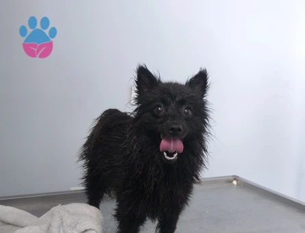 Pomeranian Boo 1 Yaşında Yuva Arıyorum