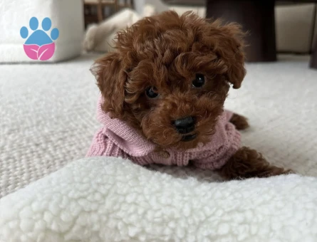 EŞSİZ GÜZELLİK TOY POODLE YAVRULARI - 6835