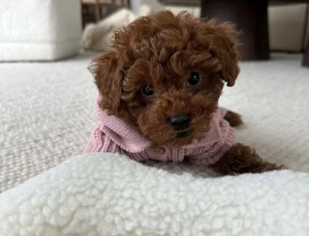EŞSİZ GÜZELLİK TOY POODLE YAVRULARI - 6835