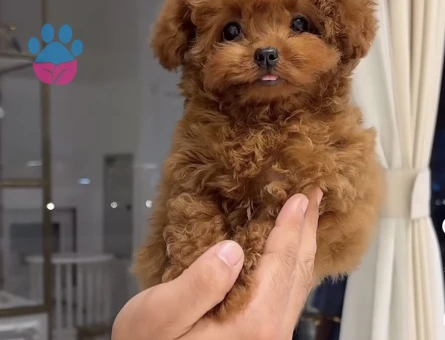 TÜY DÖKMEYEN ALERJİ DOSTU TOY POODLE YAVRULARI - 6836