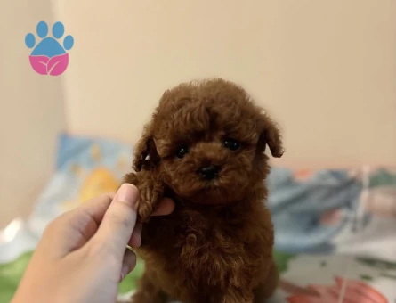 IRK GARANTİLİ KOREAN TOY POODLE YAVRULARI - 6837