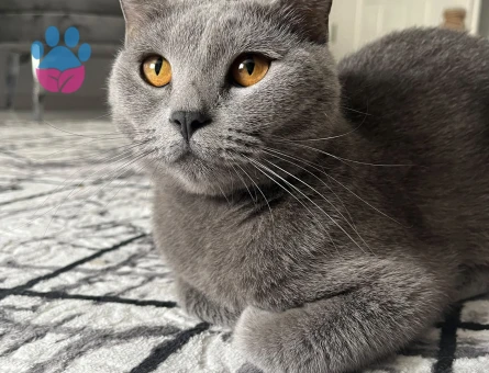 Kedimize yeni yuva arıyoruz.