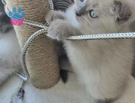 British Shorthair 2 Aylık Dişi ve Erkek Yavrularımız