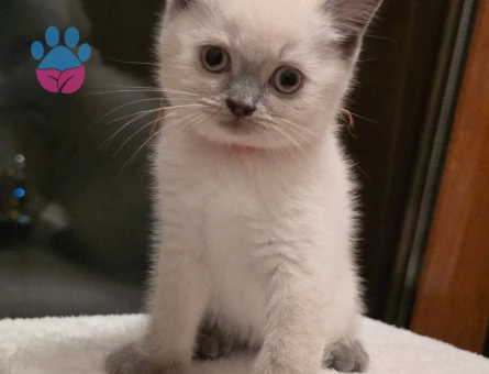 British Shorthair 2 Aylık Dişi ve Erkek Yavrularımız