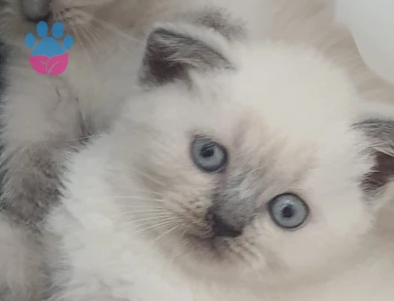 British Shorthair 2 Aylık Dişi ve Erkek Yavrularımız