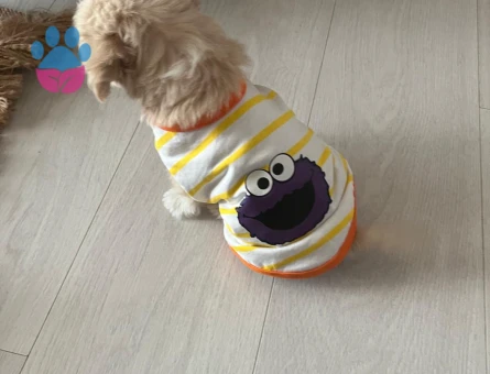 MALTİPOO 2 Aylık Yuva Arıyor