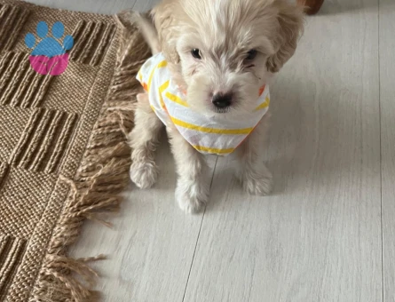 MALTİPOO 2 Aylık Yuva Arıyor