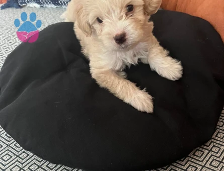 MALTİPOO 2 Aylık Yuva Arıyor