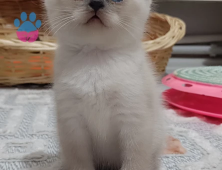 British Shorthair Aileye 2 Aylık Yuva