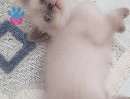 British Shorthair Aileye 2 Aylık Yuva