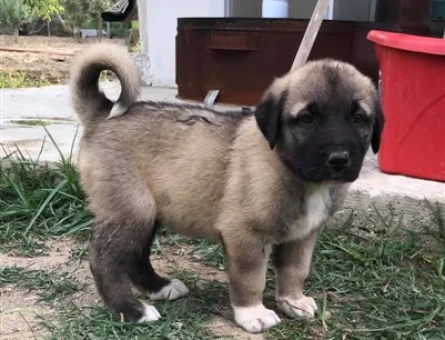 Safkan Anadolu Çoban Köpeği Yavruları - 6846