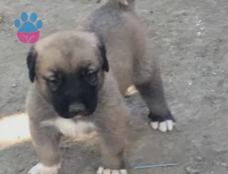 Safkan Anadolu Çoban Köpeği Yavruları