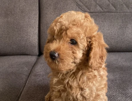 3 AYLIK TOY POODLE - 6847