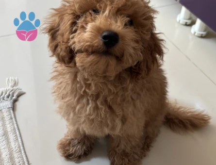 3 AYLIK TOY POODLE